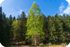 Wald bei Eppenbrunn